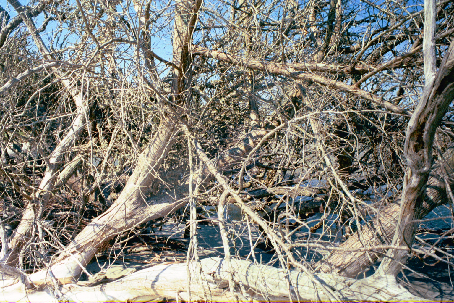 Boneyard — Ossabaw Island